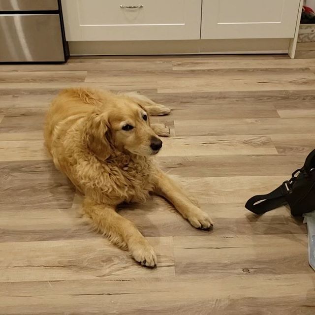 Sometimes I like to take a break from politics to post videos of my dog Baxter. ️ ps. Don't worry... He definitely got a nice treat after this video as a reward for going out of the kitchen! The only reason he's not allowed in there is for his own safety. I don't want any accidents to happen, especially near the hot stove!